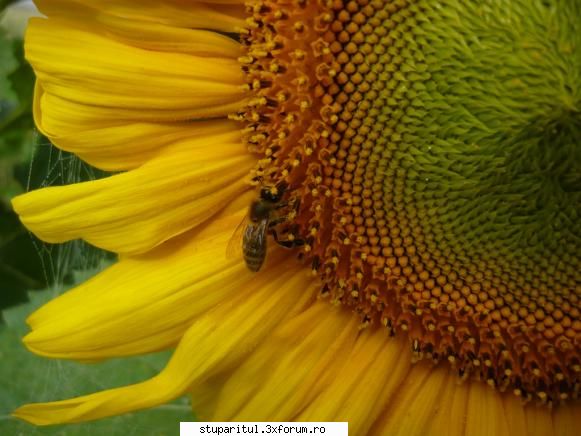 stupina imagini albina floare
