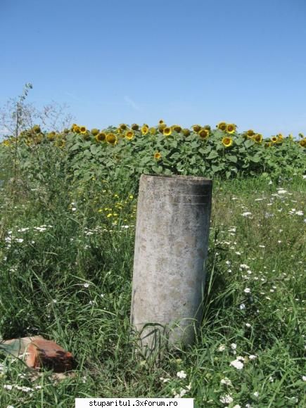 roi tzeava duc intr-o stupi, ferma unde i-am plasat culesul fs. intr-un tub care folosea vremuri