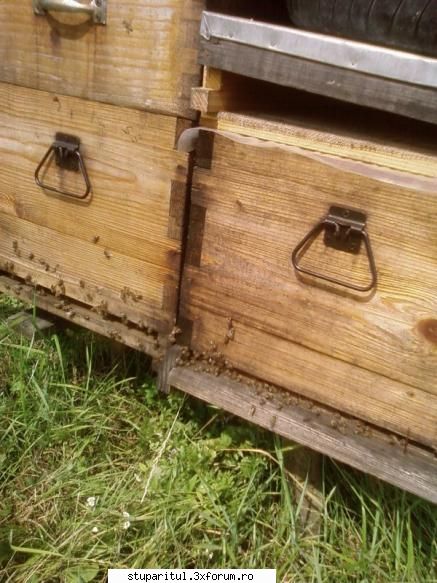 pozele lui bunka!! aici dreapta roi format din 2-3 rame miere albina s-a intors din camp cand CLUB STUPARITUL