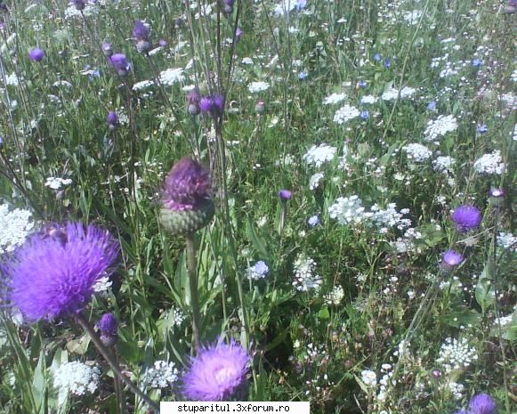 floare melifera care gaseste zona unde tin albinele toamna noi zona numeste tita vaci.