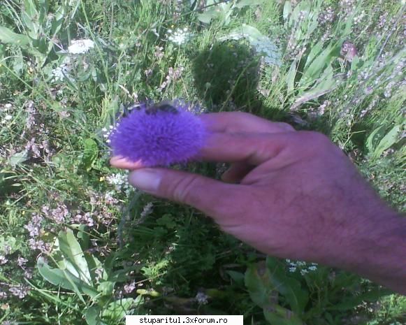 floare melifera care gaseste zona unde tin albinele toamna frumusete cara polen nectar