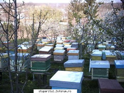 despre polen folosesc colectoare urdinis doar zile dupa gasi piata le-as folosi pomi pana dupa