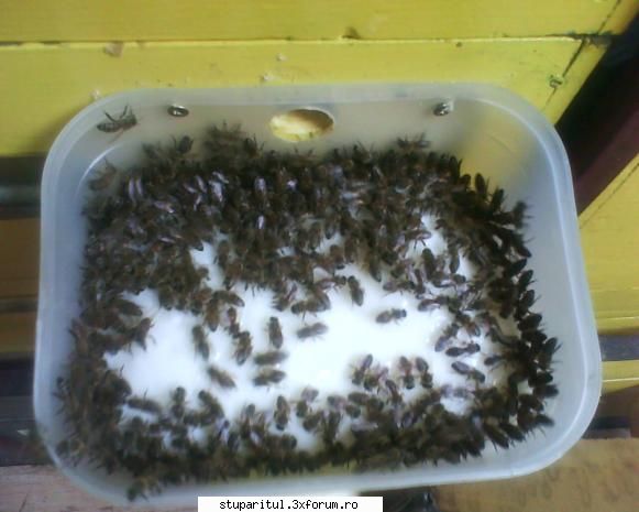 hranirea albinelor montate spatele stupilor plac nebunie...    