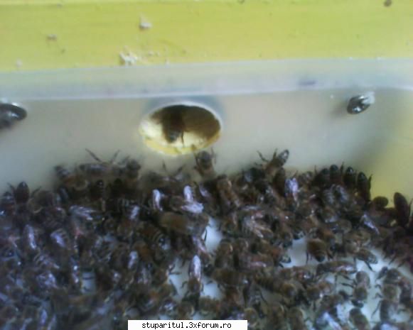 hranirea albinelor montate spatele stupilor asa    