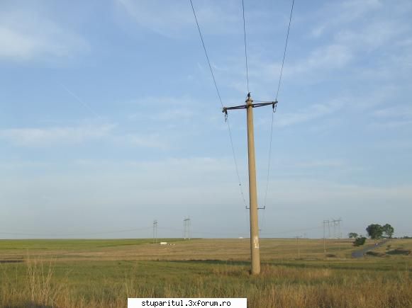 stupii mei dobrogea busuioc miriste