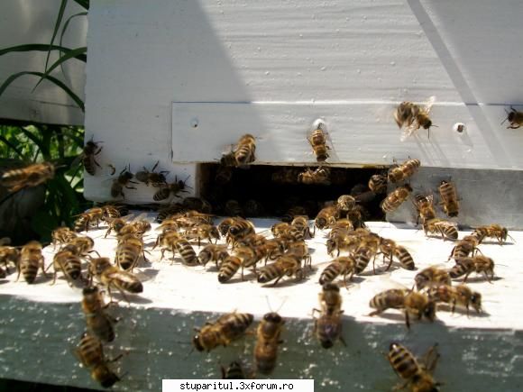 rase albine poze imi puteti spune din rase fac parte albinele din foto?