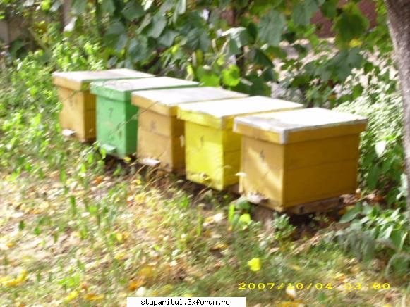apicultor vechi, forumist nou romikele foto