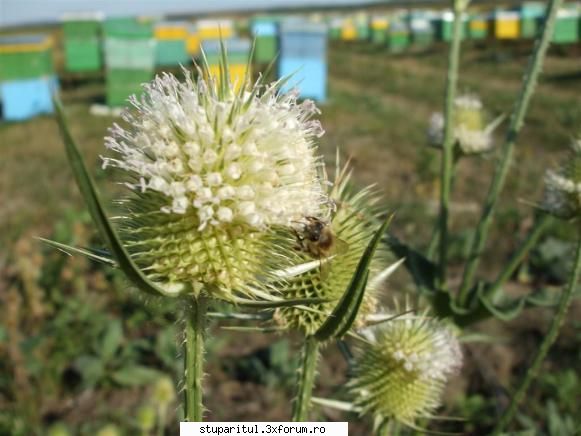 si ce treaba au cu ce parere avetzi?:d