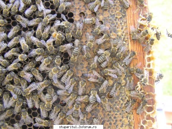 prezentare mihai duta mishu05 regina albinele