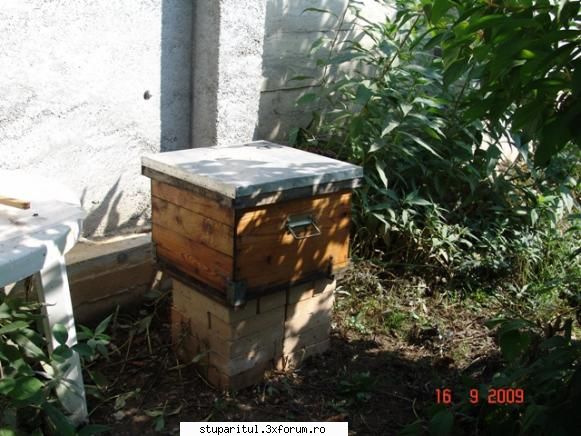 sub masca apicola puiu apicultura MODERATOR DIN UMBRA