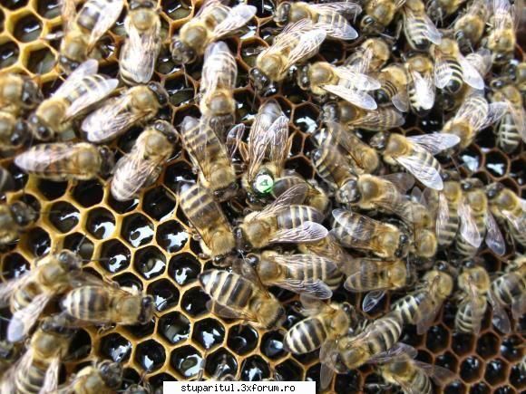 fotografu janese dar, astea imi plac tare tot albinele matca, culoare. restul matci, cam inele