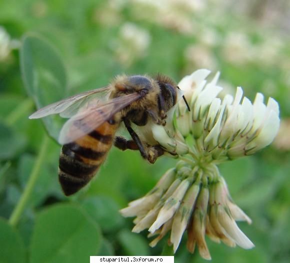 sub masca apicola albina