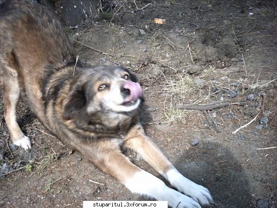 am vazut astazi un reportaj dar nu stiu pe ce program ca undeva a stropit rapita.  unde a fost si ce