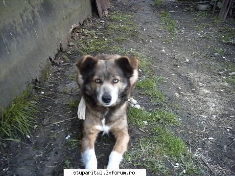 stropiri rapita viorelolt scris:mai nea fcvaslui, mai lasa-ne catelu ala matale, ne-ai omorat. ti-o