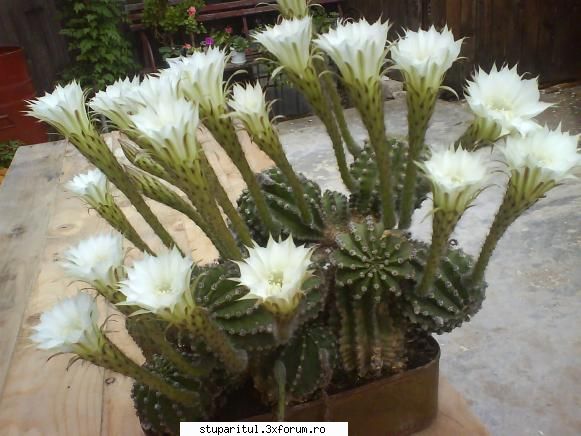 poze cactus