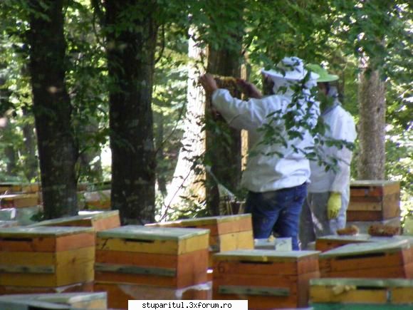Costum apicol pe timp de vara
