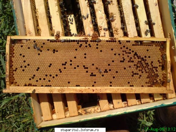 coroana de miere o fac de obicei numai in corpul de sus al cuibului ,si este foarte subtire sau