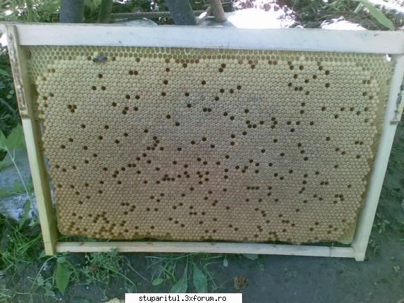 mi-as dori niste matci de astea care oua de maniera asta, marog fara golurile din ponta dar ma refer