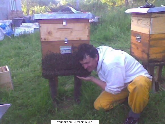 poate renunta apicultura greu chiar complicat :rolleyes: dar totusi incerc prin vorbele sotiei mele