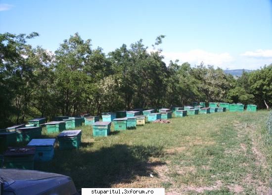 intimpla mai are rost incepem trecem apicultura bio, cind inteles pretul tot acelasi? asta aflat