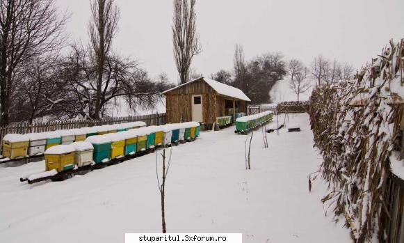 mosneagu venit iarna venit bine-am reusit, limita, izolez stupina vint fac sopron din care jumatate