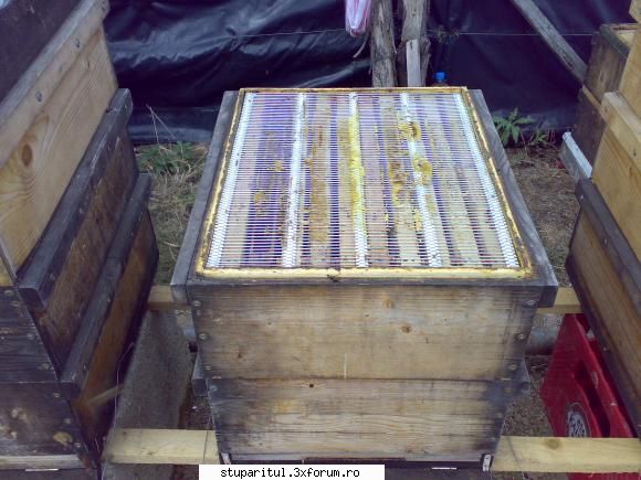 salutari apicultori cuibul este caturi gratia pusa data cand familiei necesita catul recolta, pus