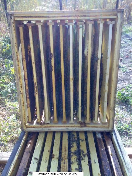 salutari apicultori cuibul deschis prin detasarea caturilor pot face direct inspectie pic fum,