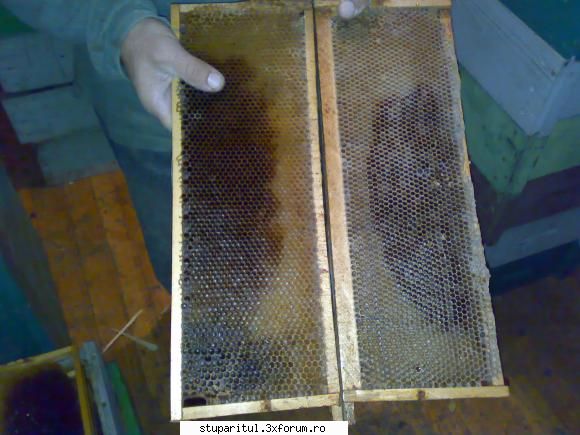 salutari apicultori aici rame pt. comparatie celule, d-l iuliu