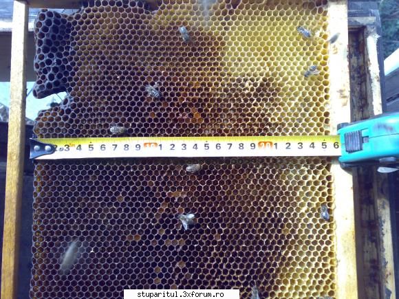 salutari apicultori rama dadant spatiul celulelor 255 mm.