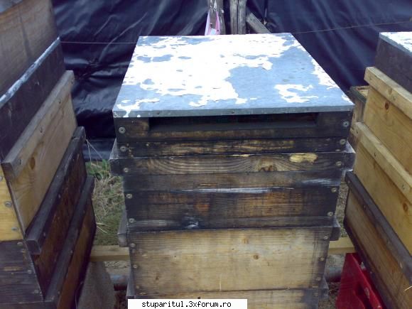 salutari apicultori gratia ofera avantaje;1 depune puiet catul recolta, distruge viitoarea albina2