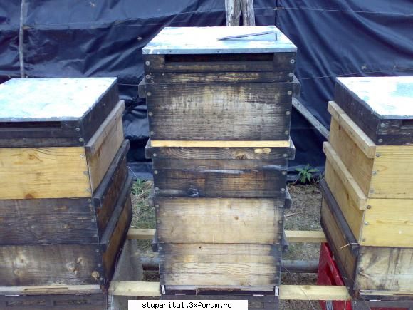 salutari apicultori catul miere albine