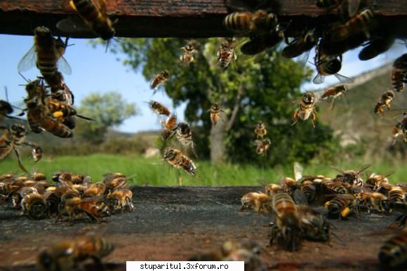 salutari apicultori asa vede din casa lor: