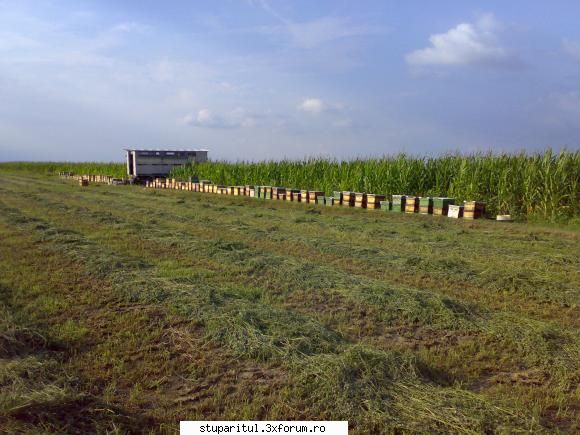 salutari apicultori alta locatie floarea spatele dincolo fasia lan porumb, intindea peste 200 ha.