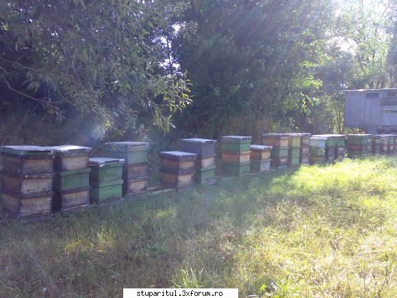 salutari apicultori aici lunca crisului negru, flora spontana:
