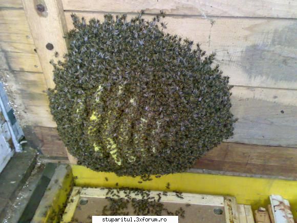 salutari apicultori musafir n-a pierdut
