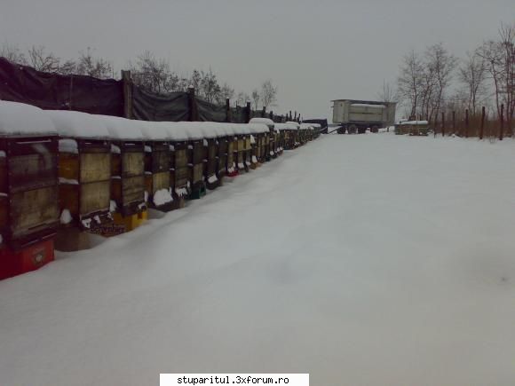 salutari apicultori cateva zile sosit noi iarna zapada mult
