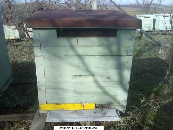 caut printre apicultori lada rame dadant cat rame