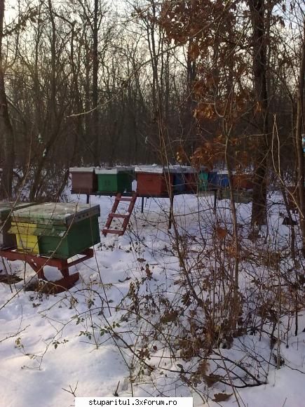 daca am padure :uimit: sant in padure :zzz: lupul albinelor