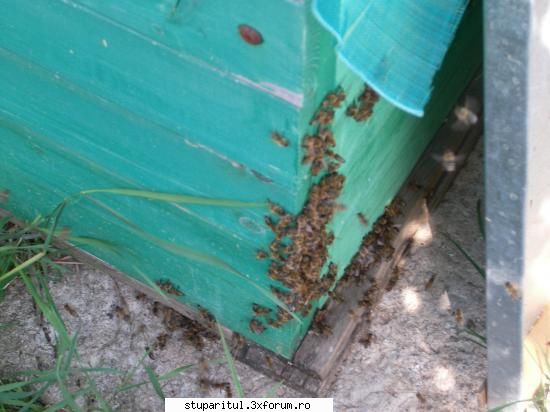 stors peripetii albine hoate coltul cabanei, crapate din cauza caldurii CLUB STUPARITUL