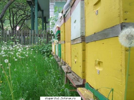 foto mine ... parte din familiile albine cumparate 2006, ramase inca cutiile vechi.