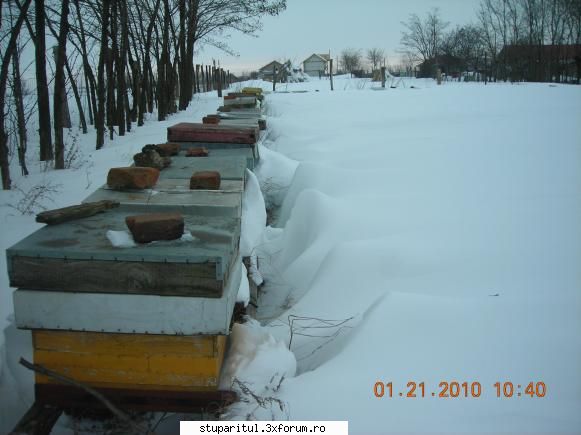 iarna 2010 poze