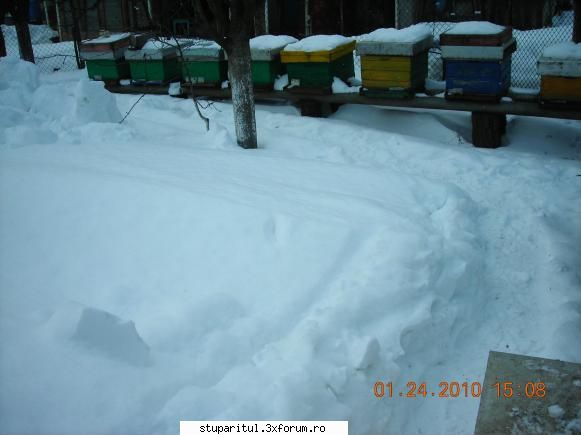 iarna 2010 poze