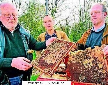 skarry shit !!!! uite cum arata ccd ...cum arata disparitia albinelor curs, nemti acum ani 2008!! CLUB STUPARITUL