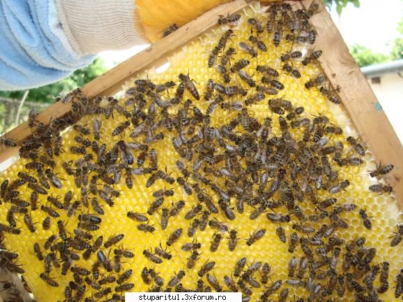 albinelor salut sunt     tuturor