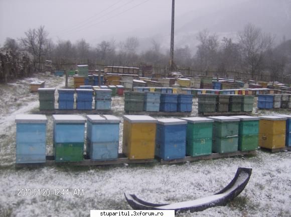 o mica afacere (350 fam.albine ) stupina mea  dragan dorin