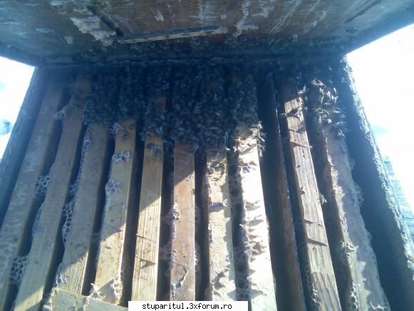 caut printre apicultori dupa diafragma stiu cauta era destul frig afara,pe rame trebui aiba spatiu