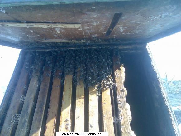 caut printre apicultori altele care umbla cred auzit ghemul trebuisa fie rotund. ori s-au gandit