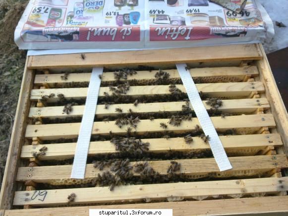 turtelor proteice api-total data 05-02-2010 fiind mai calduroasa dat cite jumatate turta fiecare