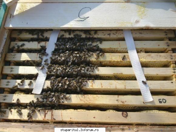 turtelor proteice api-total scris:alta