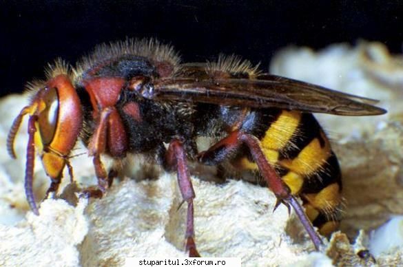 lupul albinelor ghimpati scris:ce stim despre ei?pentru natura insecta utila, pentru stupar